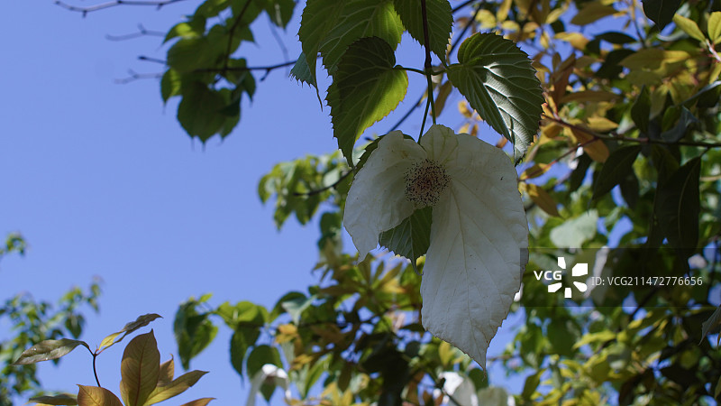 国家一级重点保护野生植物珙桐树开花图片素材