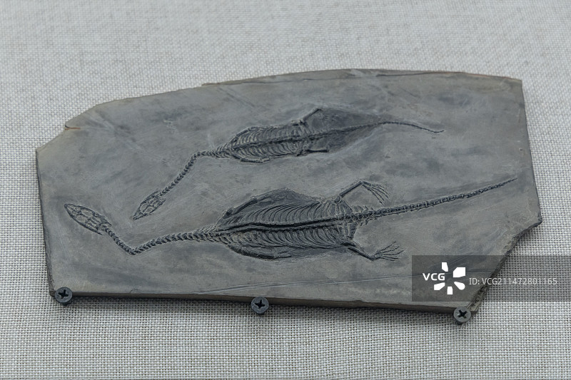 云南省博物馆“远古云南”展：胡氏贵州龙——年代：中三叠世，采集地：贵州（HH12—2）图片素材