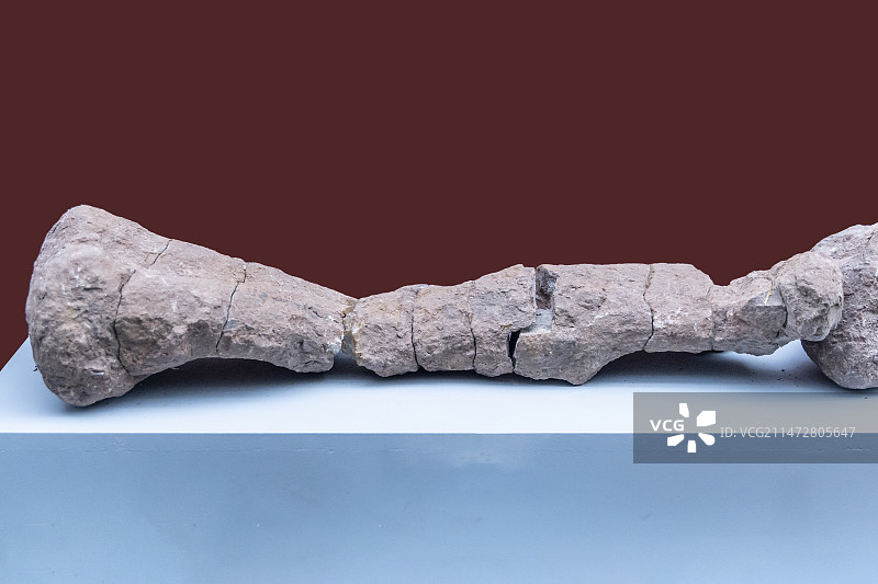 云南省博物馆“远古云南”展：恐龙——年代：早侏罗世，采集地：云南省禄丰县（化8—2）图片素材