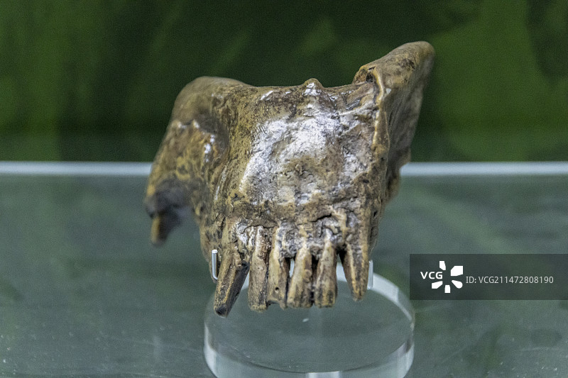 云南省博物馆“远古云南”展：禄丰禄丰古猿——年代：新近纪，采集地：云南省禄丰县（化65）图片素材