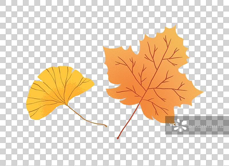 枫叶与银杏叶插画元素图片素材