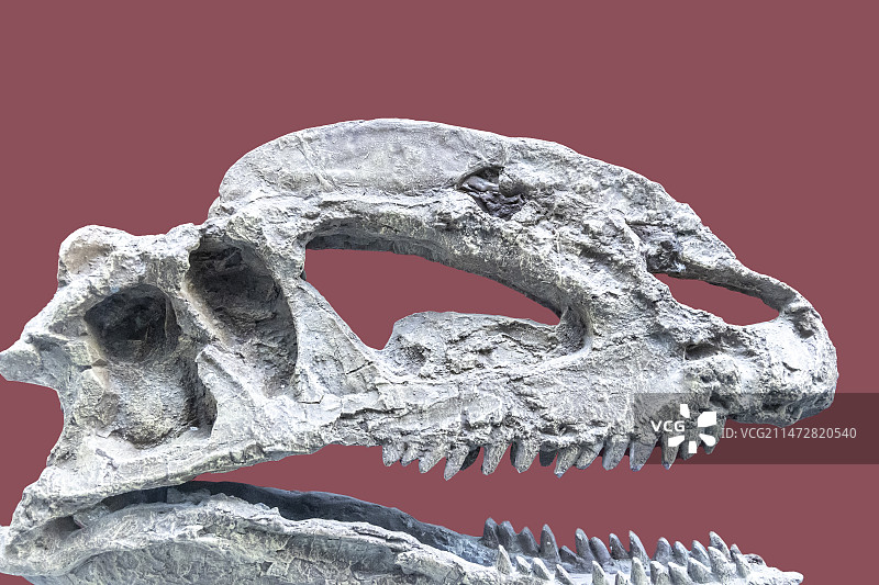 云南省博物馆“远古云南”展：双脊龙头骨模型——产地：云南禄丰，时代：侏罗纪早期图片素材