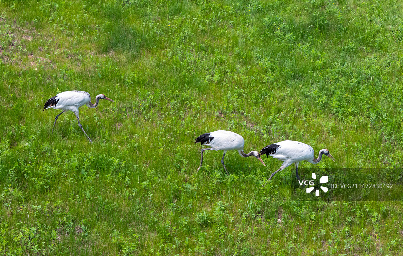 丹顶鹤与白头鹤-伊春新青白头鹤自然保护区图片素材