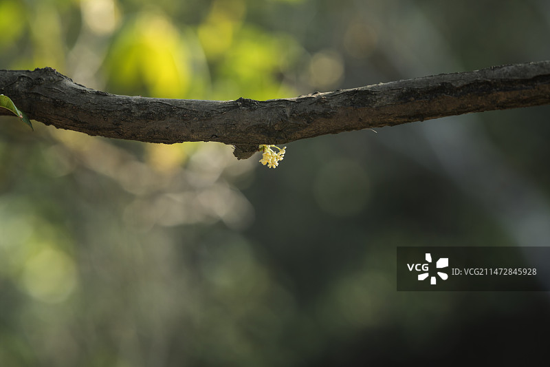 枝上一朵桂花图片素材