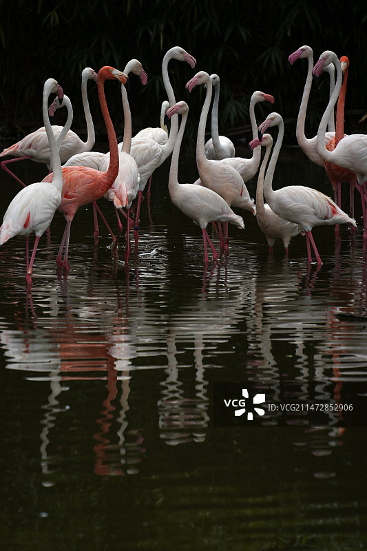 上海野生动物园的火烈鸟图片素材