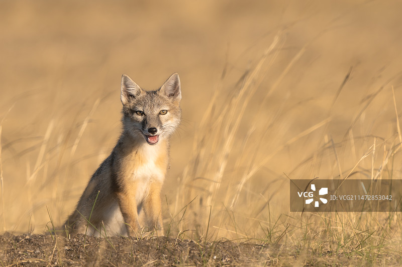 狐狸站在田野上的肖像图片素材