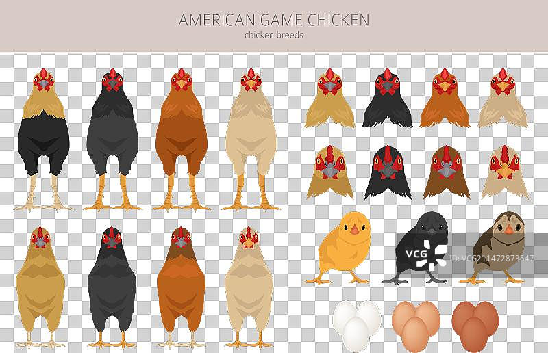 美国斗鸡品种剪贴画家禽图片素材