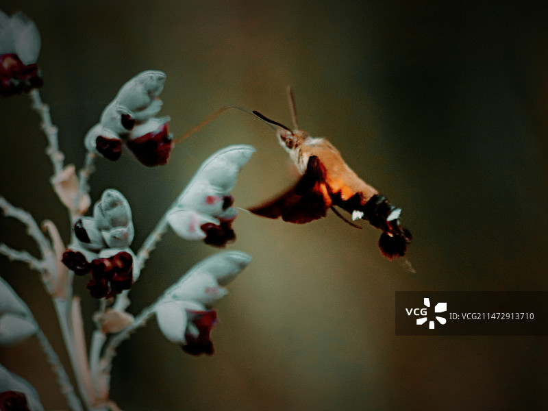 蜂鸟蛾图片素材