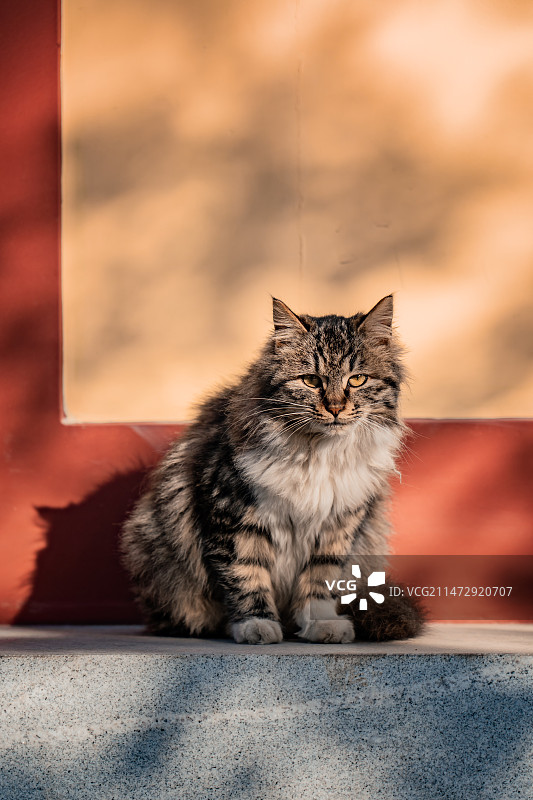 西安大兴善寺的猫咪图片素材