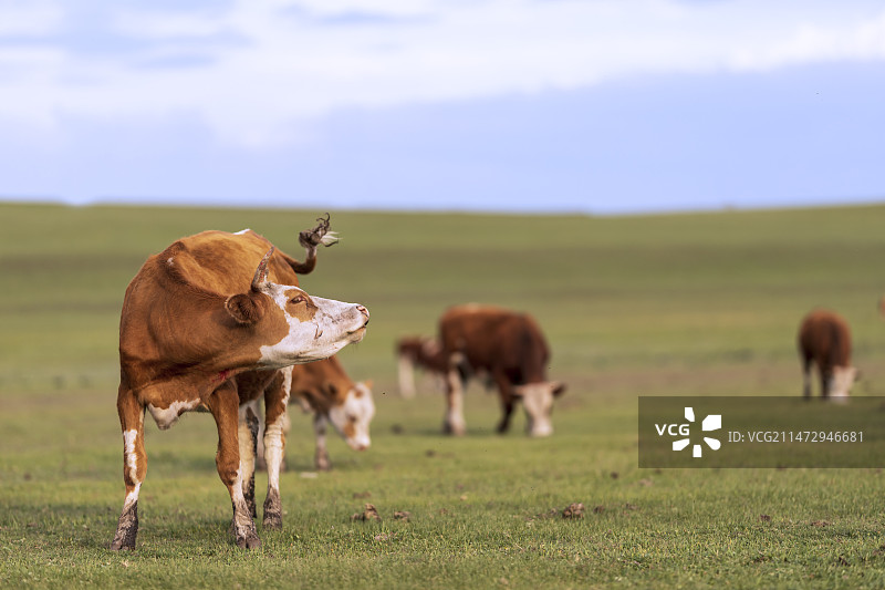 内蒙古草原，牧场，黄牛。图片素材