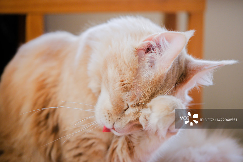 缅因猫清洁脸部图片素材