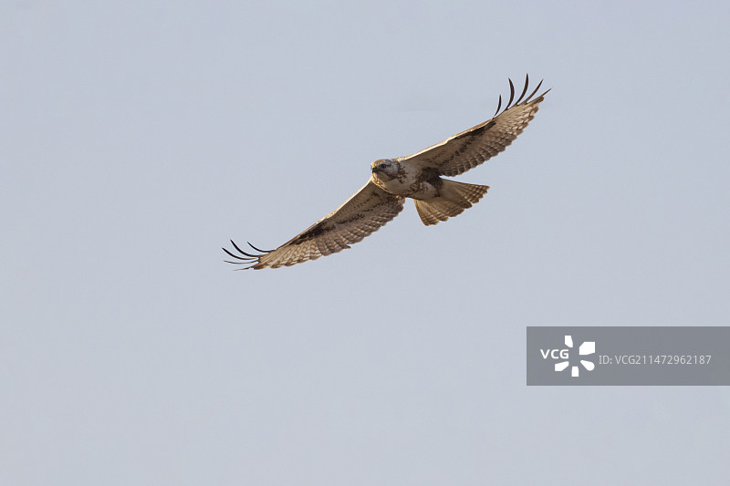 大鵟寻巡图片素材