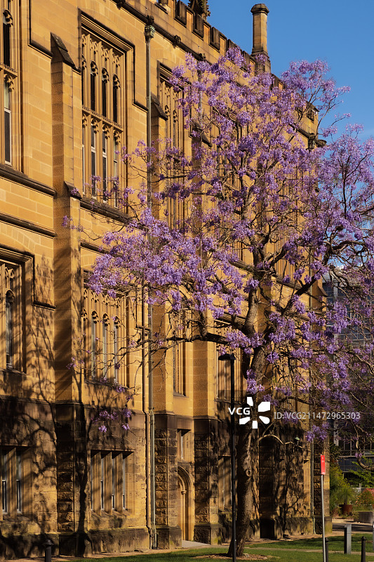 悉尼大学蓝花楹图片素材