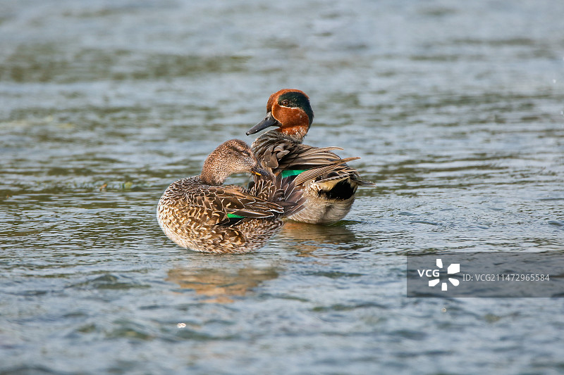 绿翅鸭图片素材