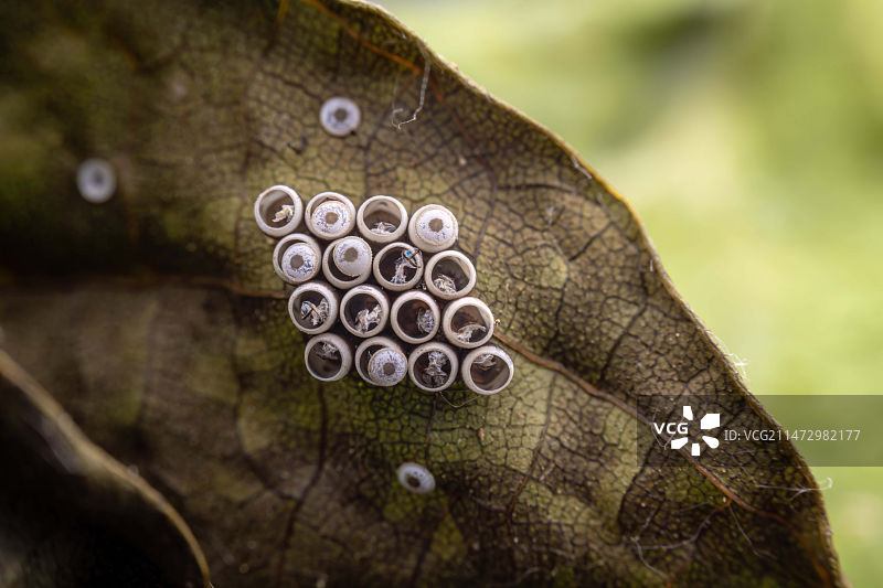 ‘家’☞不知道什么幼虫的卵壳，很漂亮图片素材