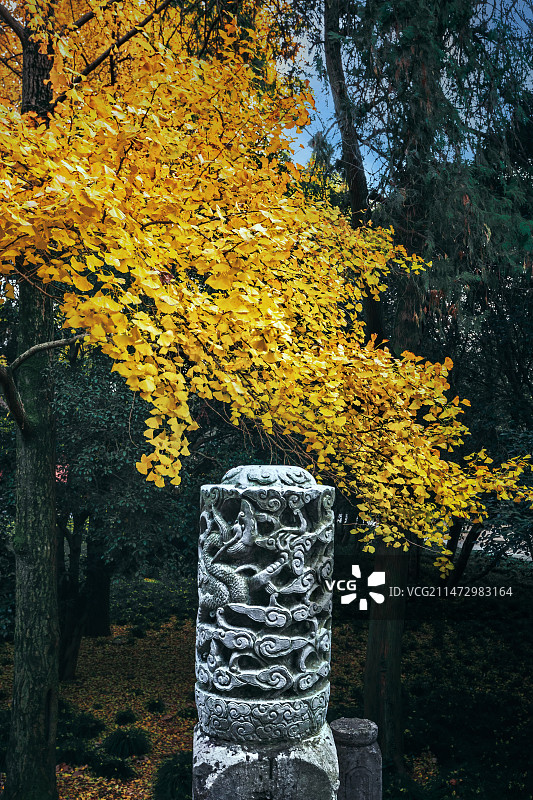 围栏柱头与银杏叶+明孝陵（南京）图片素材