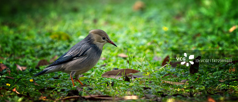丝光椋鸟图片素材