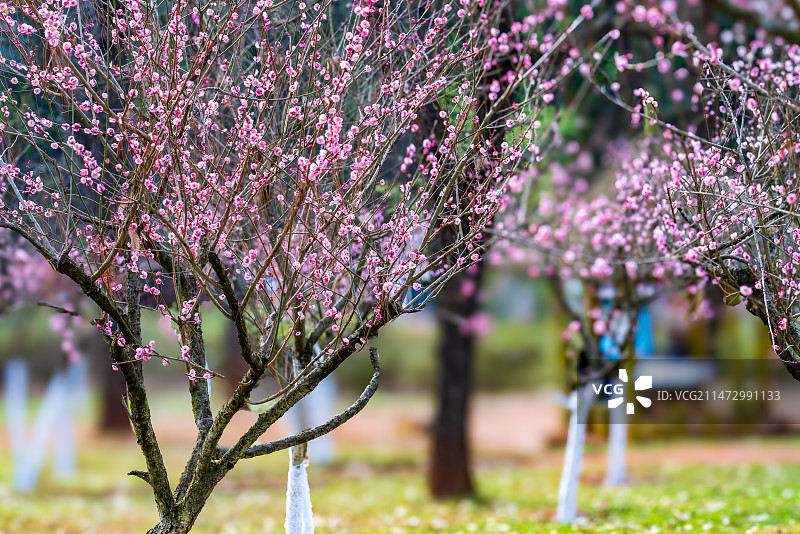 云南昆明黑龙潭公园冬日粉红梅花风光图片素材