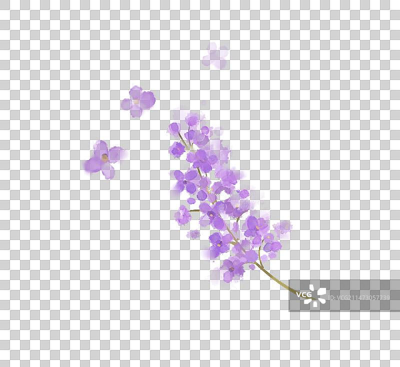 植物-丁香图片素材