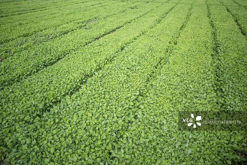 有机绿色蔬菜图片素材