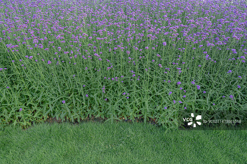 草地上盛开的紫色马鞭草特写图片素材