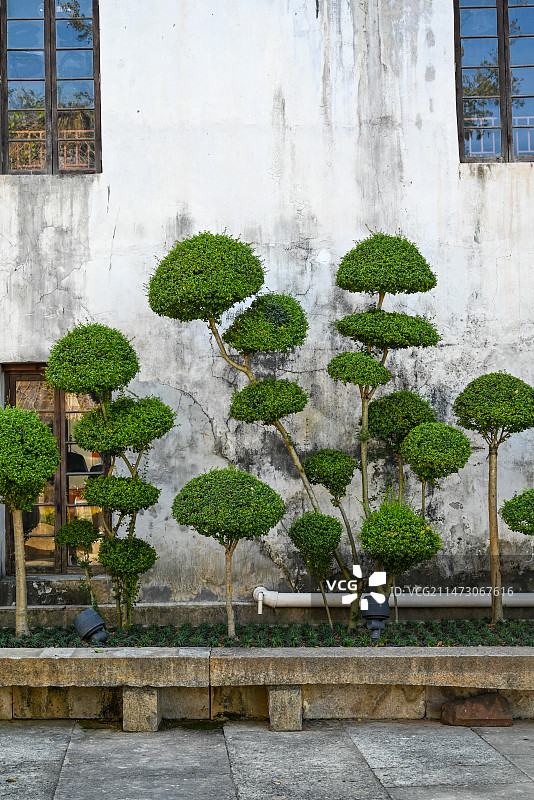 浙江金华古子城 徽派建筑白墙边的园艺树木图片素材