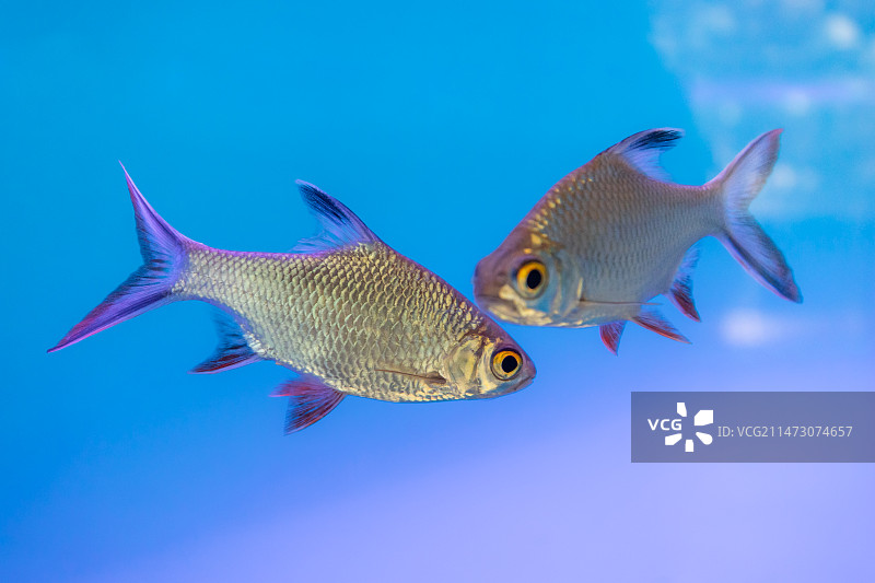水族馆鱼缸中的泰国鲫鱼图片素材