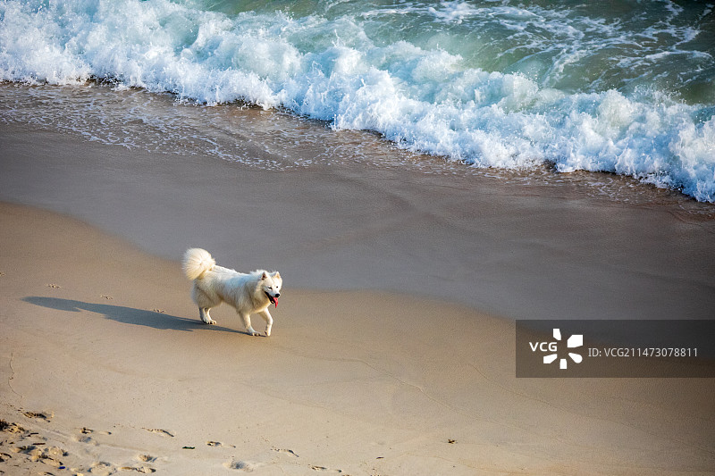 海边的小狗图片素材