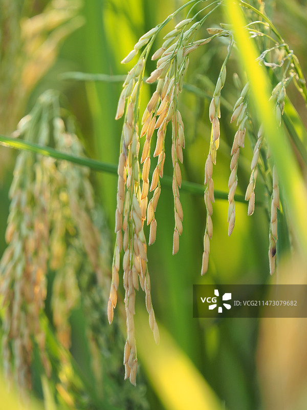 丰收的水稻特写图片素材