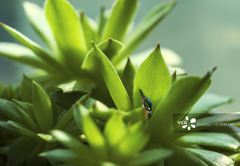 窥探——翠鸟图片素材