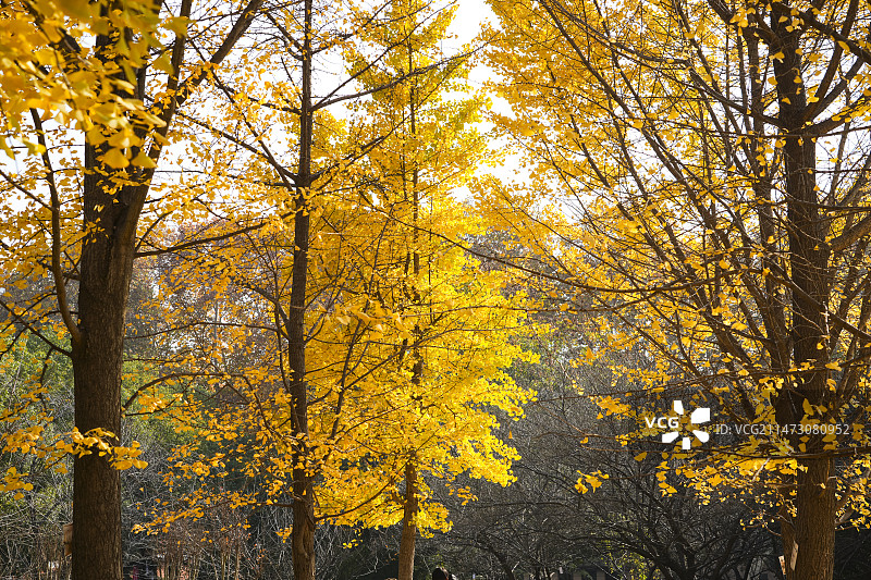 中国湖北省武汉市武汉东湖风景区冬季晴天美丽风景图片素材