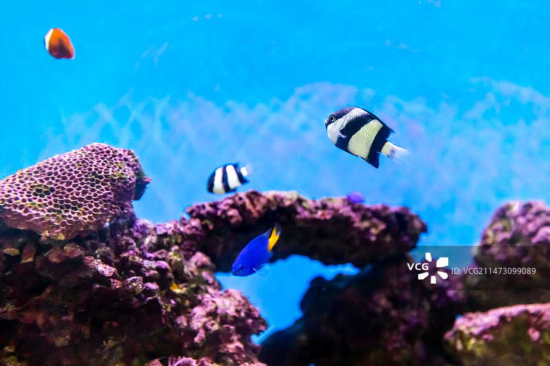 游动在珊瑚中的各色珊瑚鱼与黑白三间雀图片素材