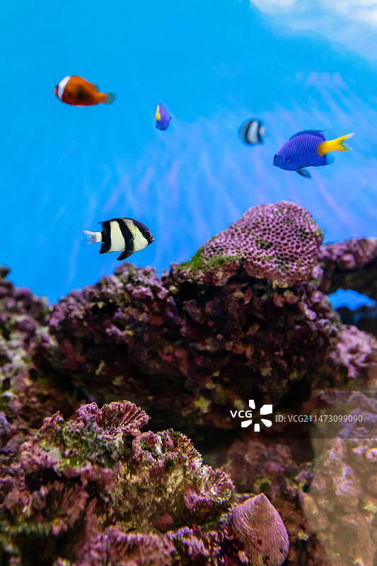 游动在珊瑚中的各色珊瑚鱼与黑白三间雀图片素材