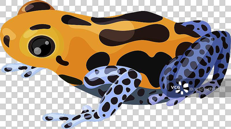 带彩色橙色的箭毒蛙图片图片素材