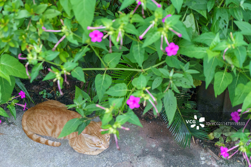 中华田园猫橘猫玩耍图片素材