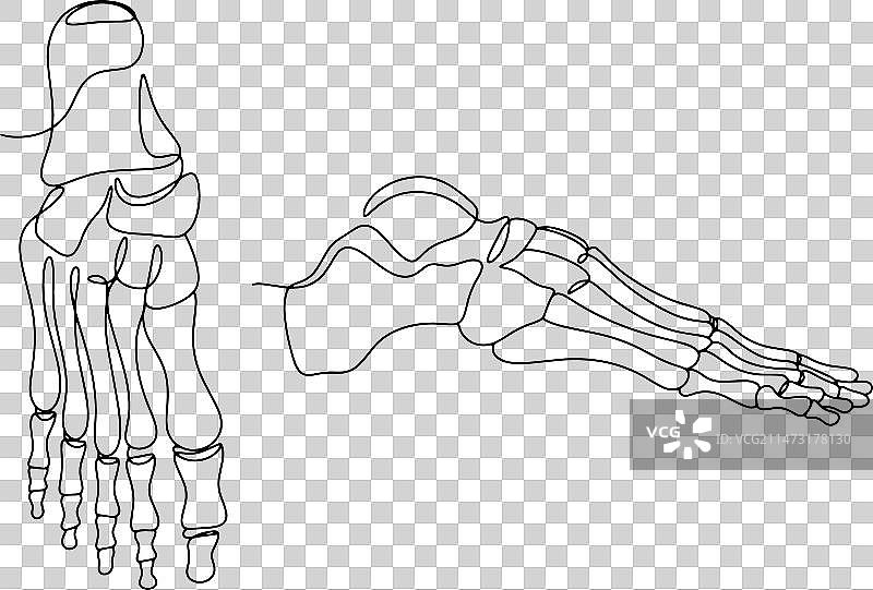 人类脚部单线图片素材