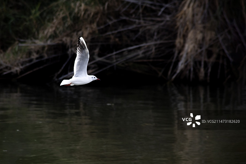 海鸥飞过湖面的特写镜头图片素材