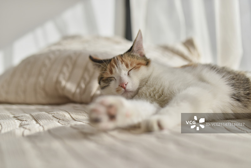 在阳光下熟睡的三花小猫咪图片素材