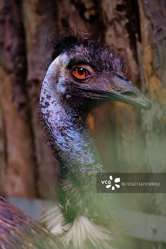 鸸鹋头部特写图片素材
