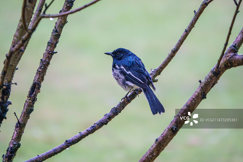 鹊鸲，雨天一只淋湿的鸟栖息在树上图片素材