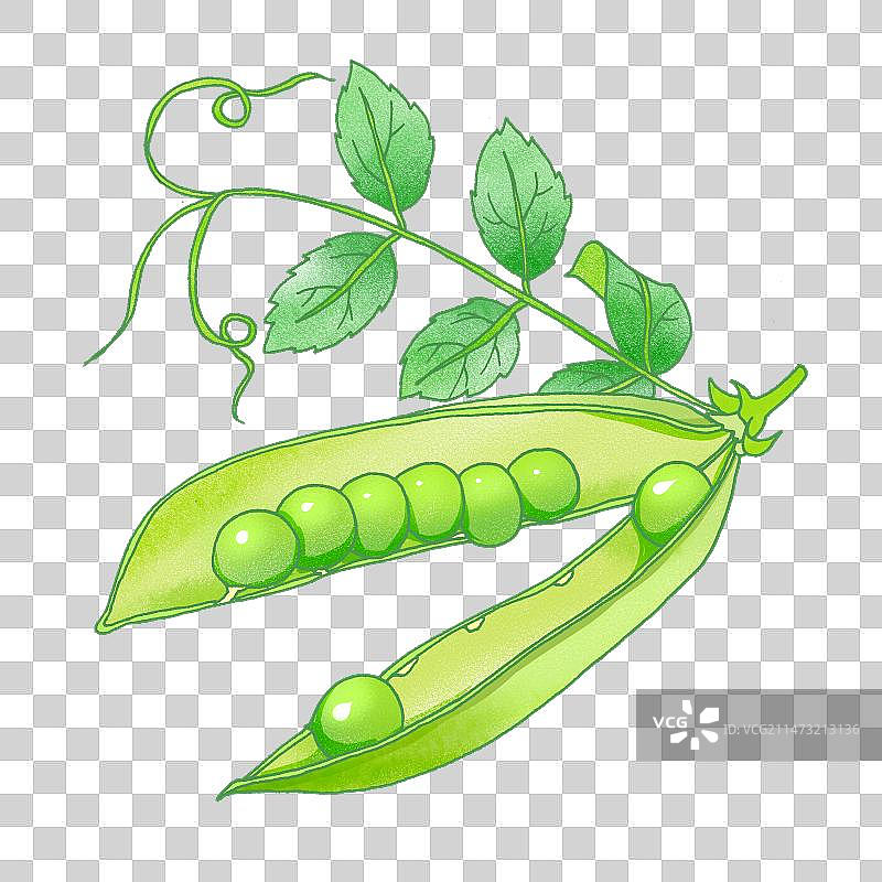 新鲜豌豆图片素材