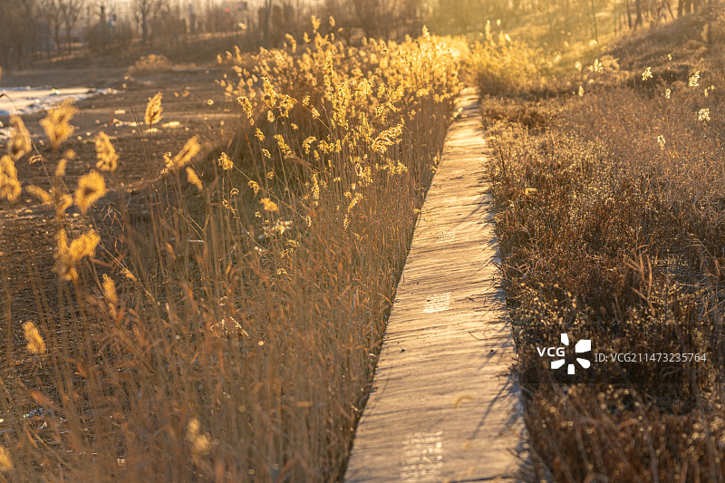 冬季 雪景  辽宁 喀左县 大凌河畔  冰块 芦苇图片素材