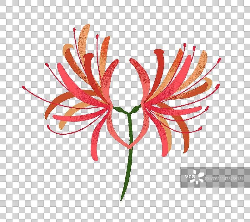 泉州刺桐花图片素材