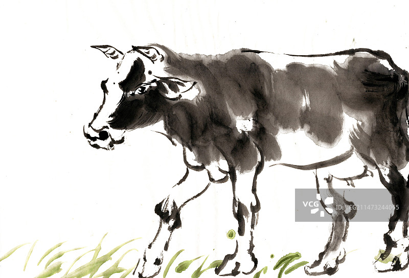 草地上的牛图片素材