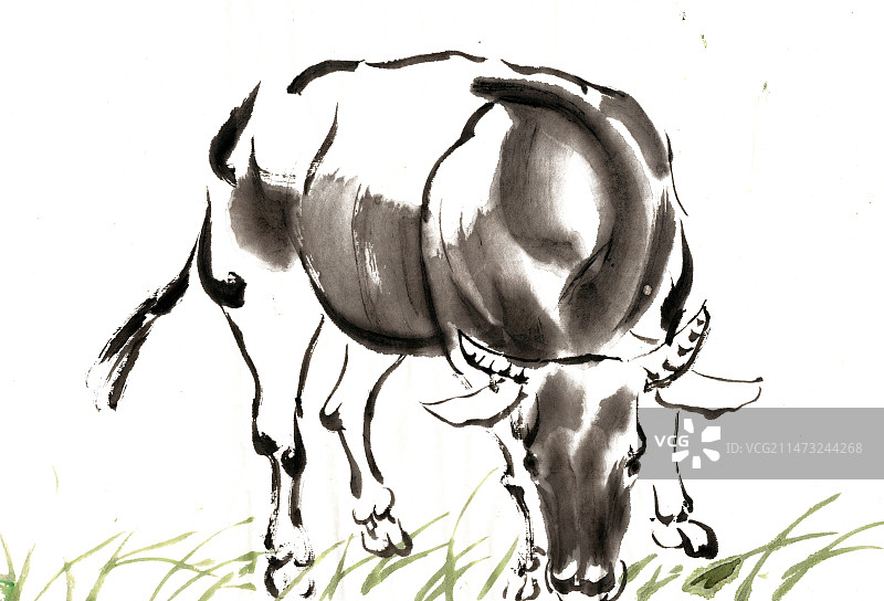 低头的牛图片素材