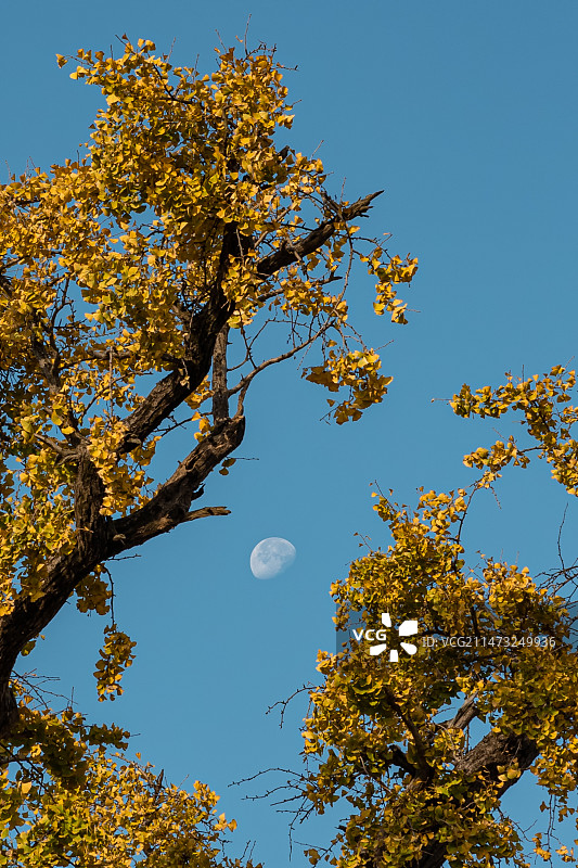 明月银杏图片素材