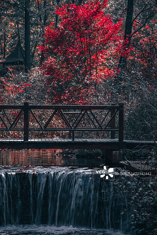 本溪·老边沟·枫叶图片素材