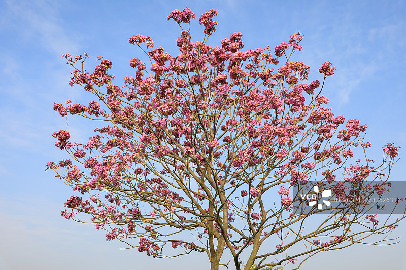 风铃木图片素材