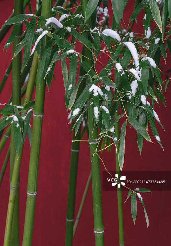 植物上的雪特写镜头图片素材