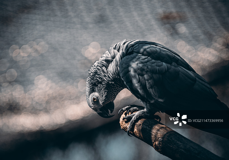 非洲灰鹦鹉图片素材
